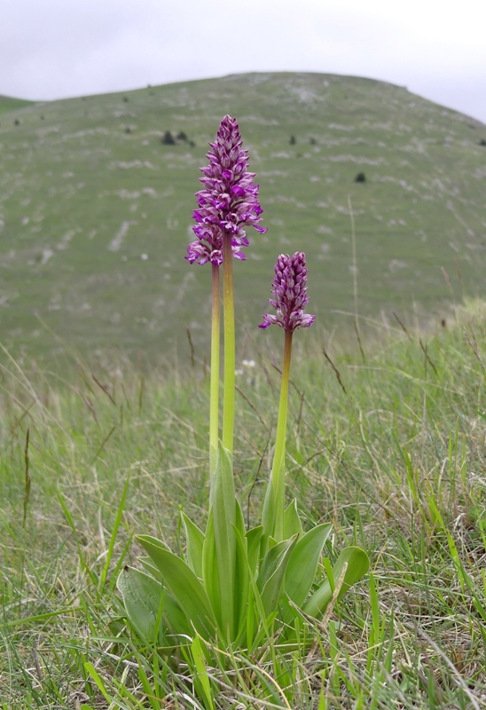 Orchis xhybrida (Orchis militaris x Orchis purpurea) altopiani abruzzesi - giugno 2018